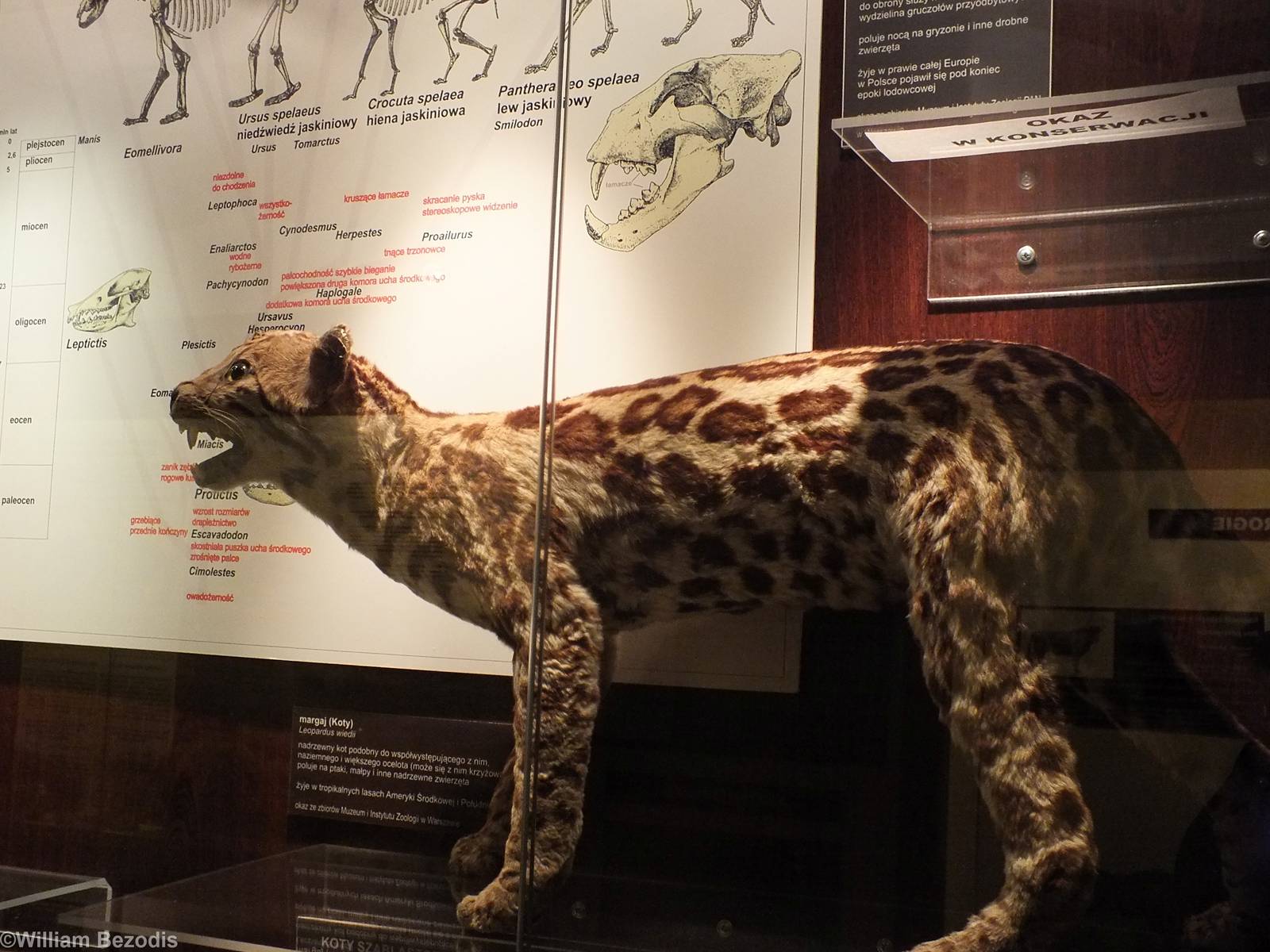 Margay - Warsaw Museum of Evolution