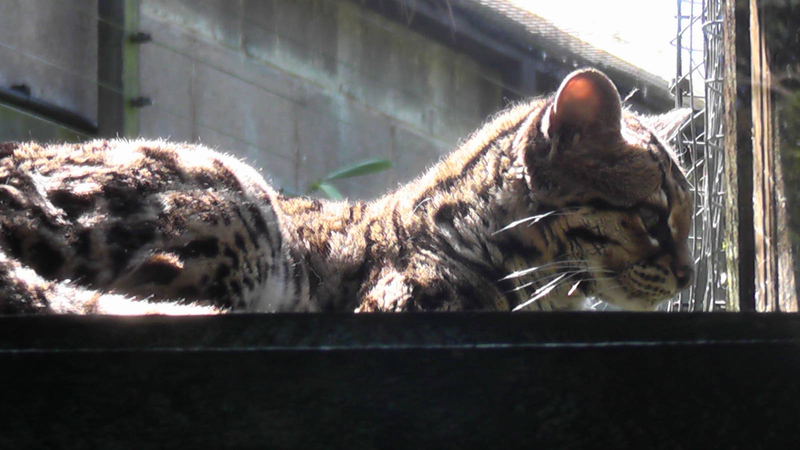 Margay - Welsh Mountain Zoo