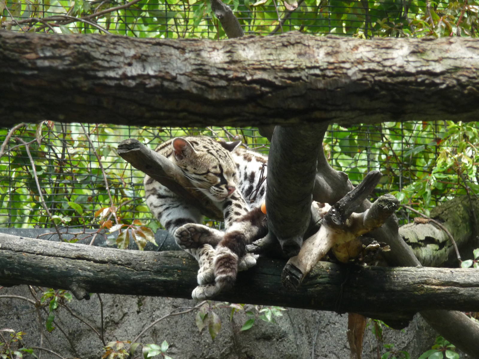margay zoologico de aragon