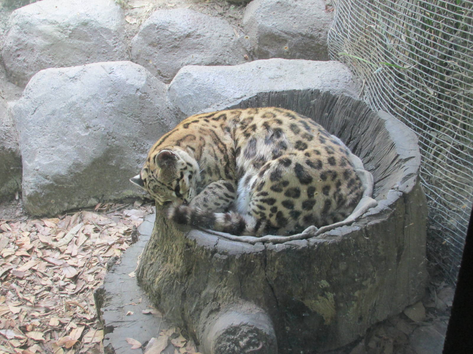 margay zoologico san juan de aragon