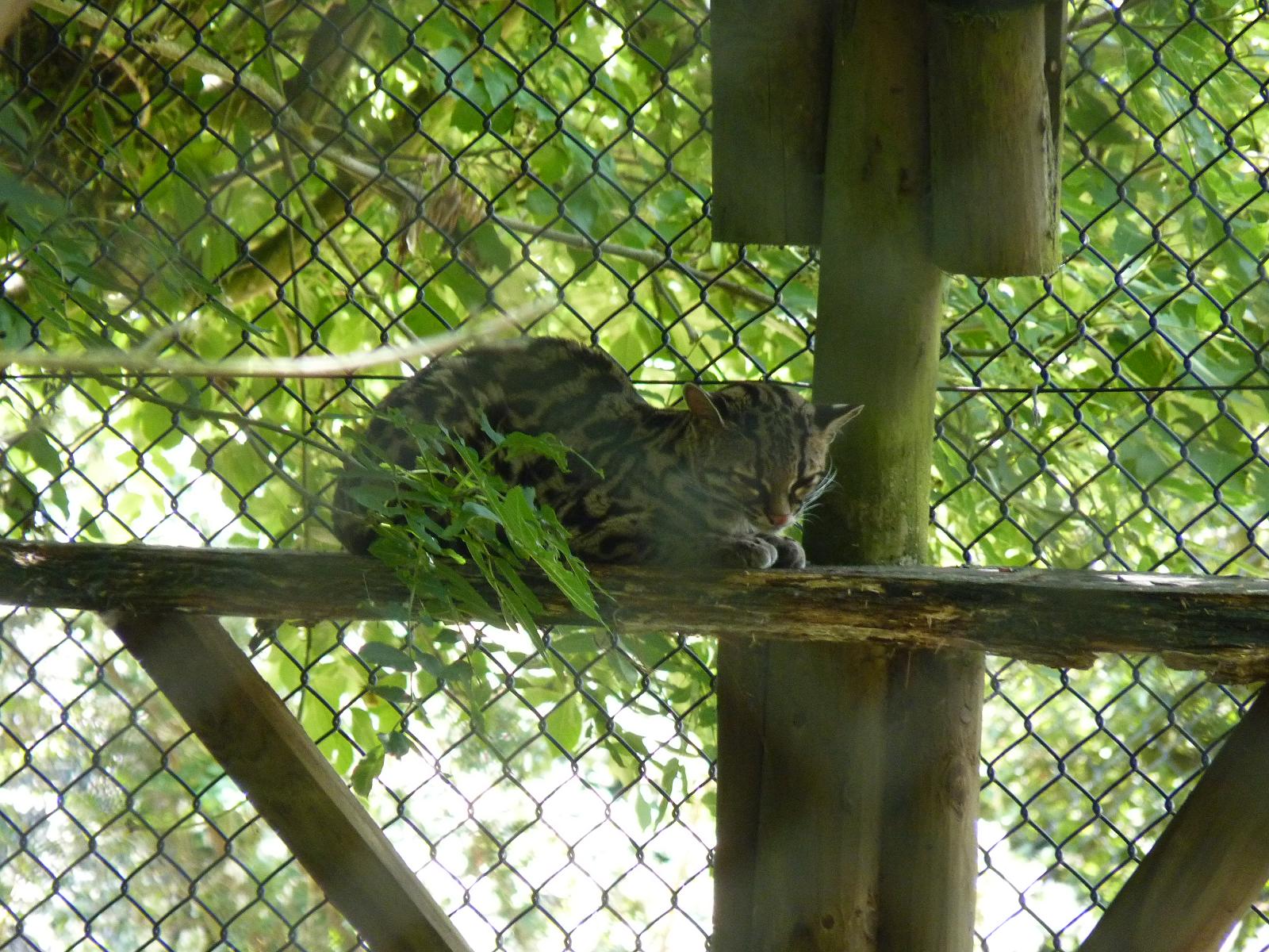 Margay