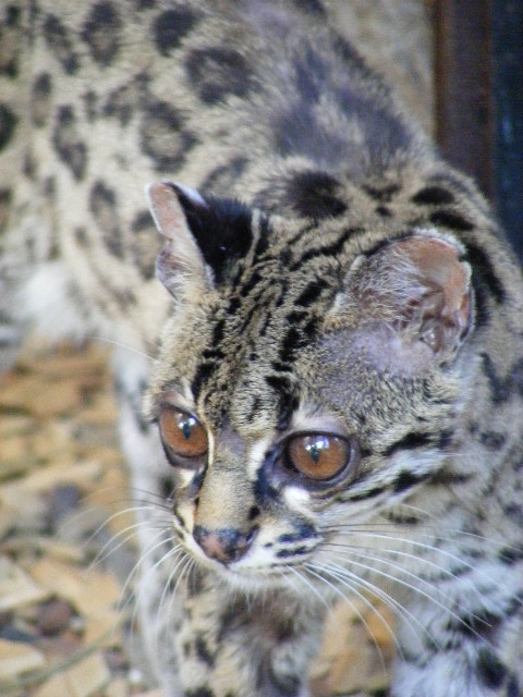 Margay