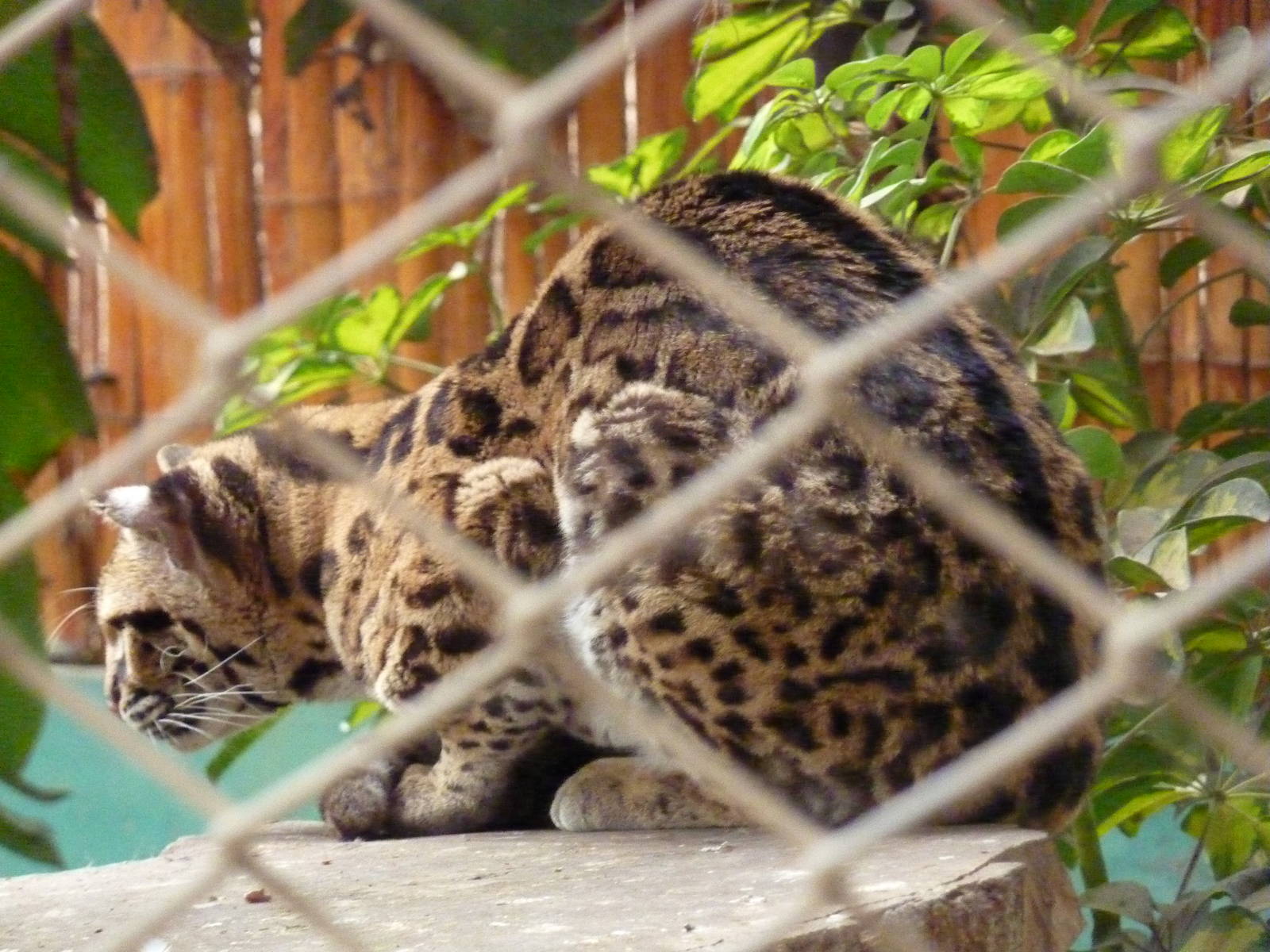 Margay