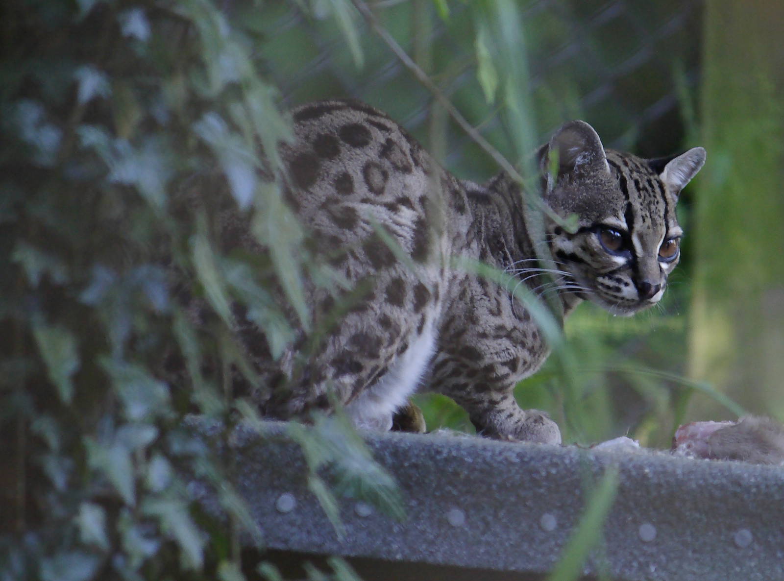 Margay