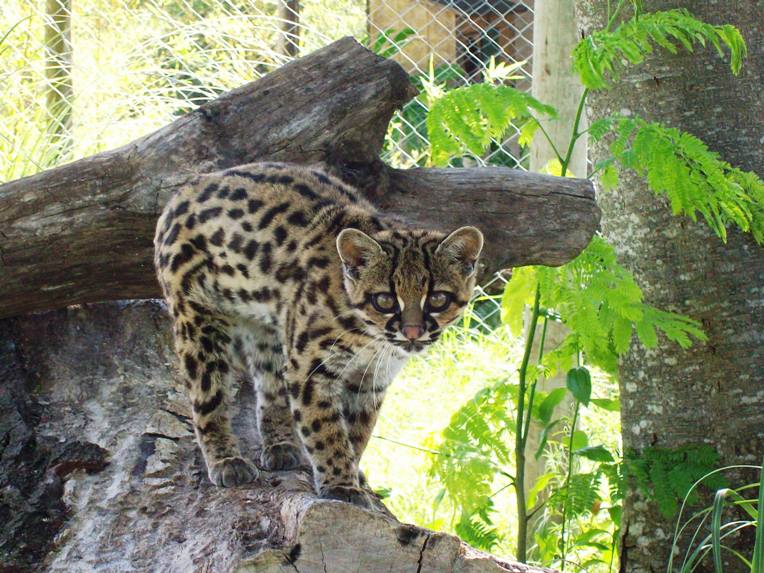Margay