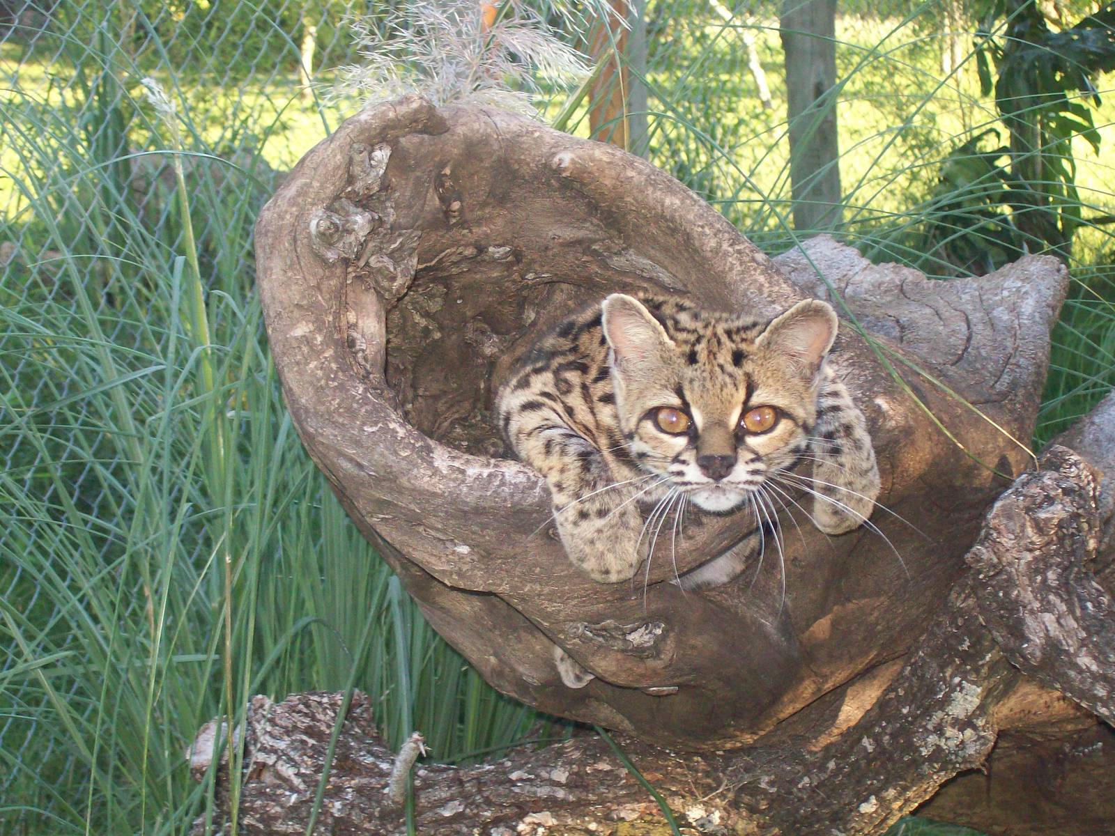Margay