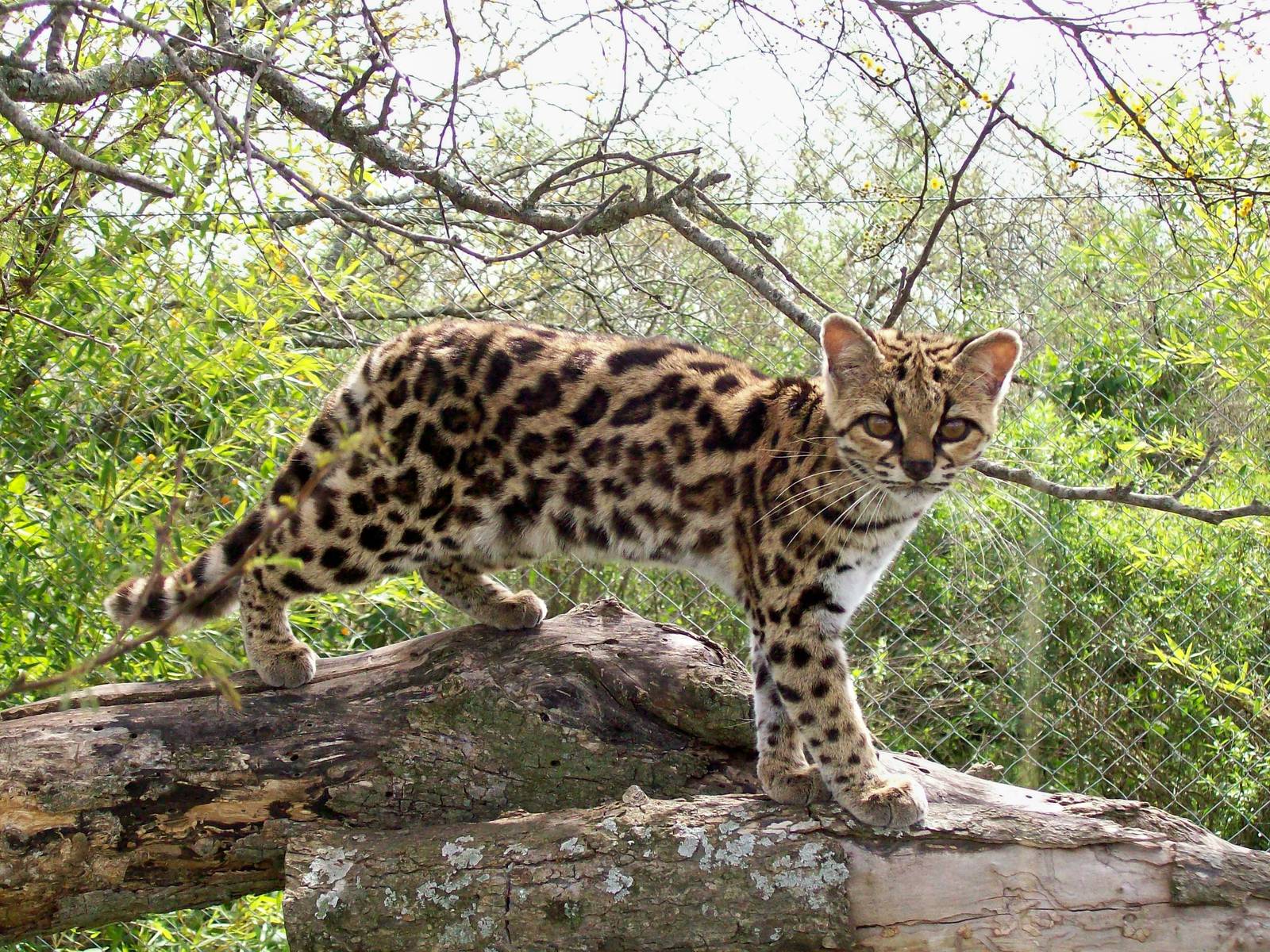 Margay