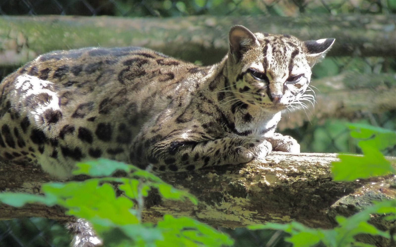 Margay
