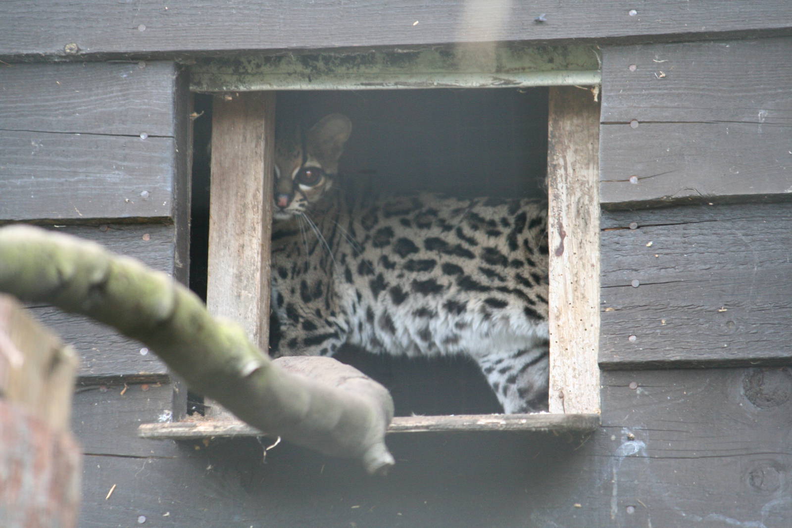 Margay