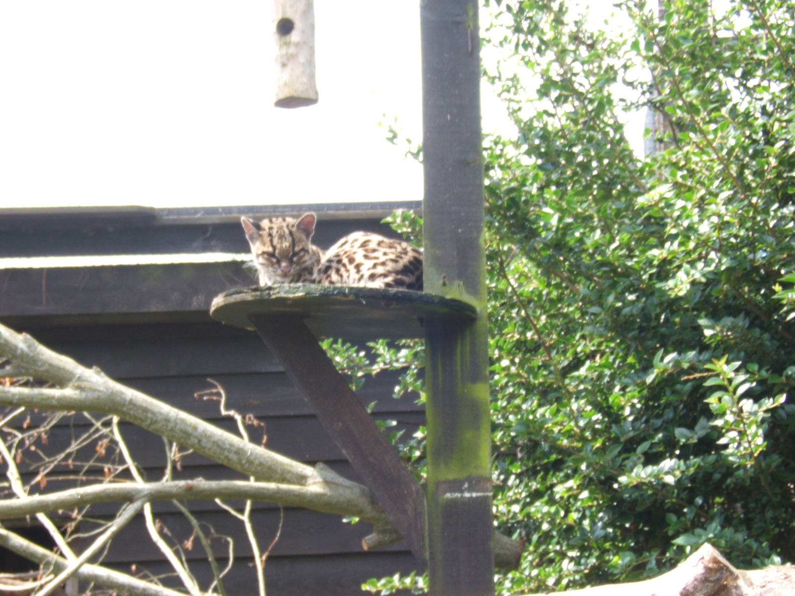 Margay