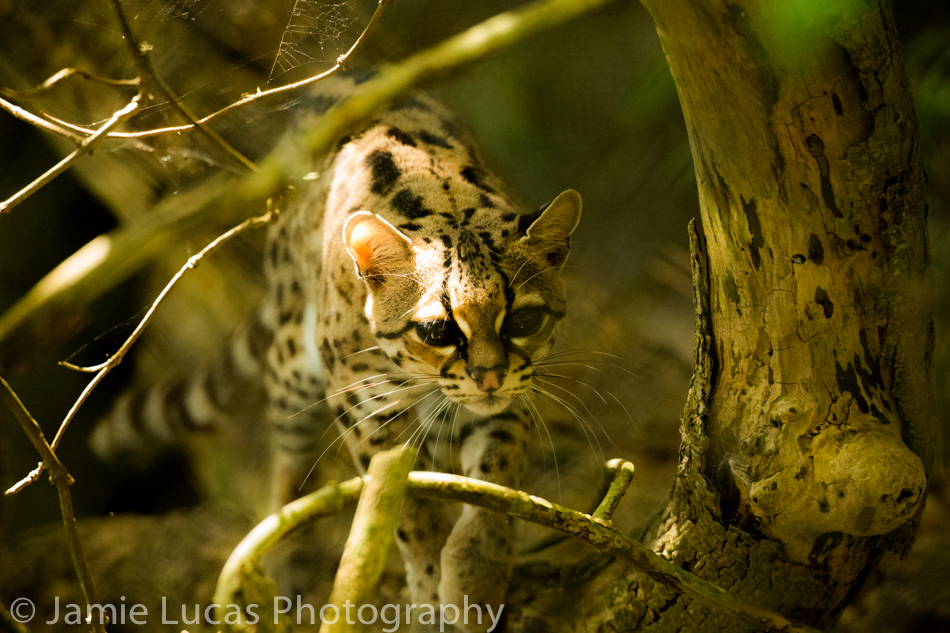 Margay