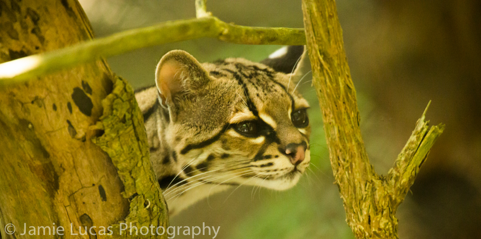 Margay