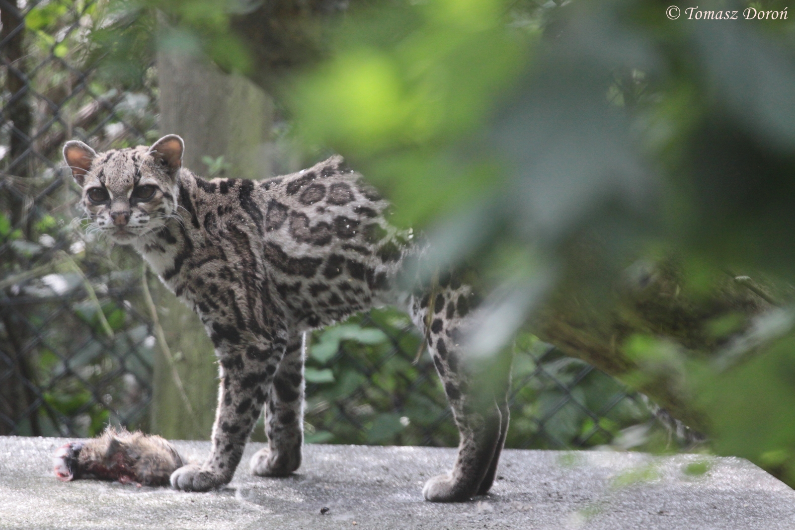 Margay