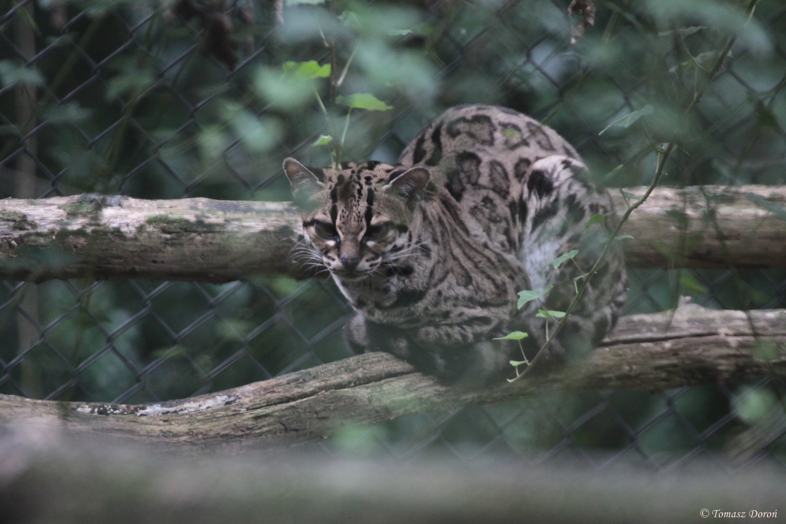Margay