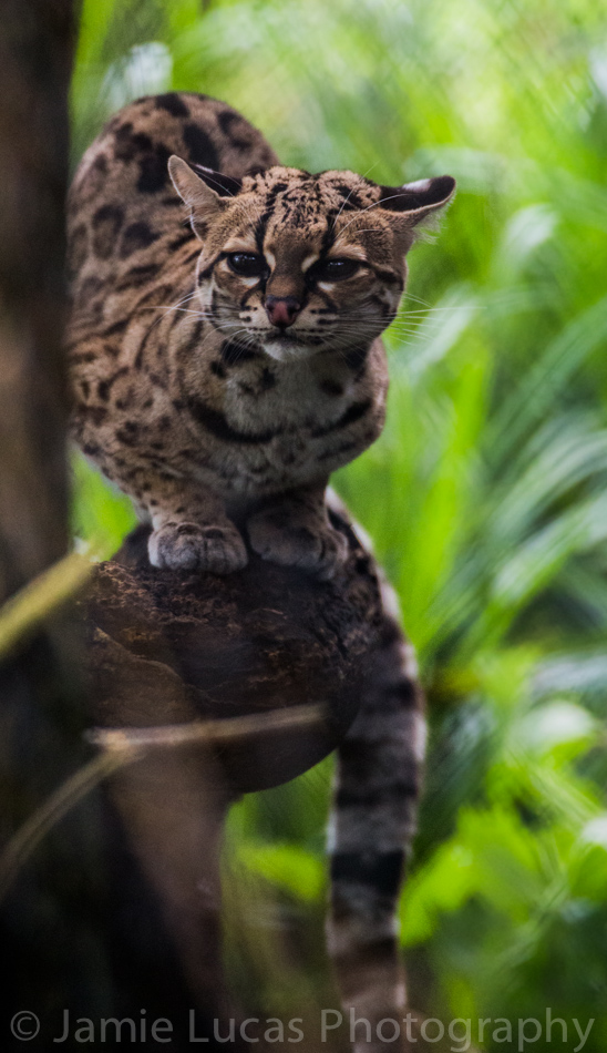 Margay