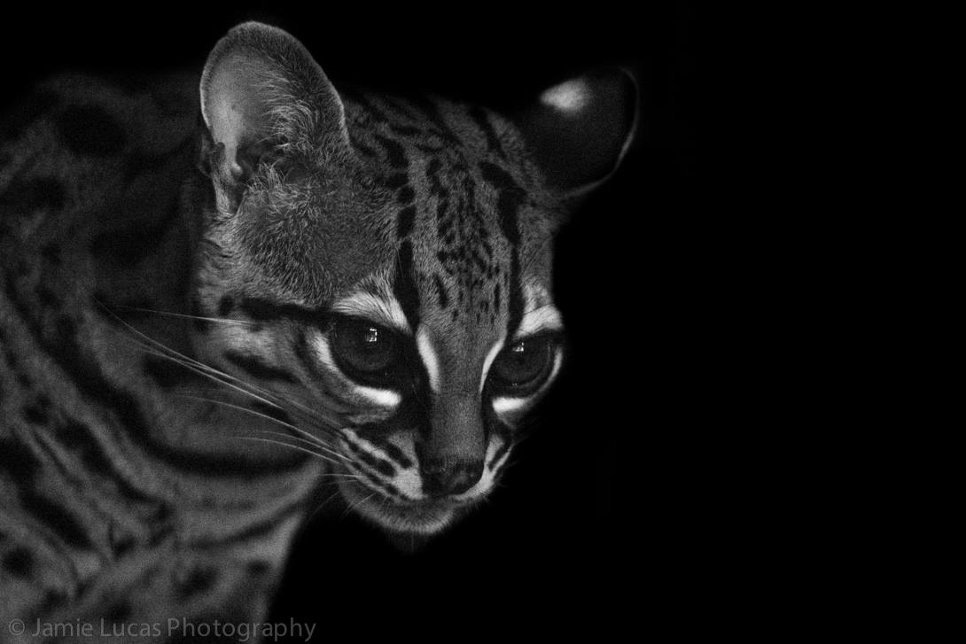 Margay