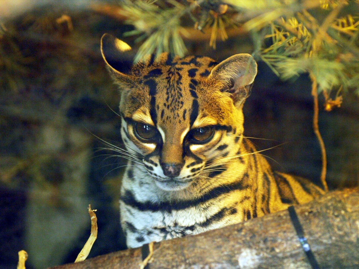 Margay