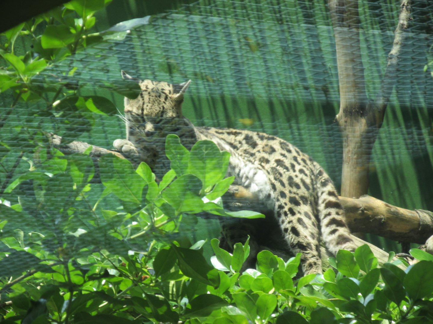 margay