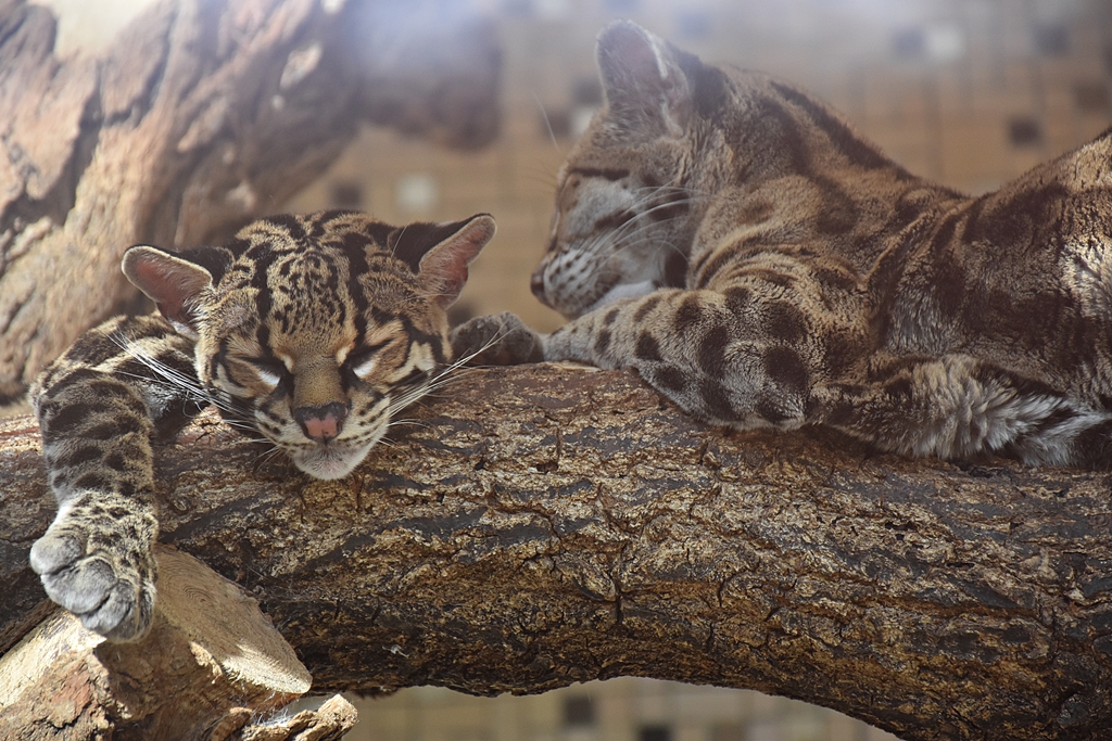 Margay