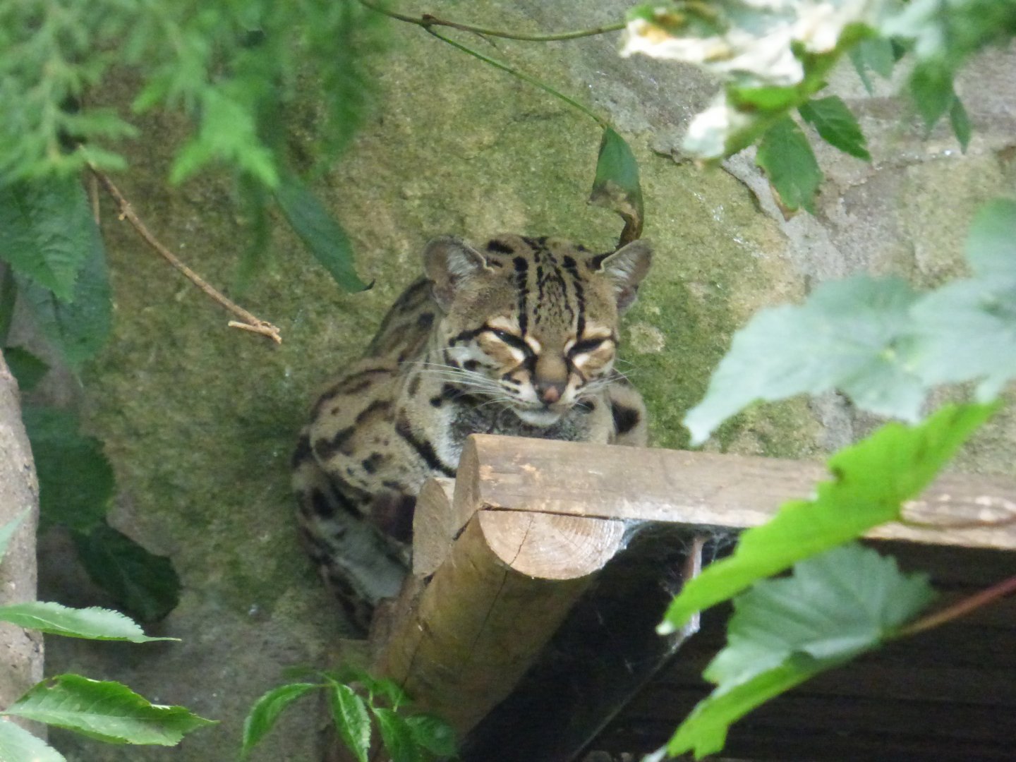 Margay