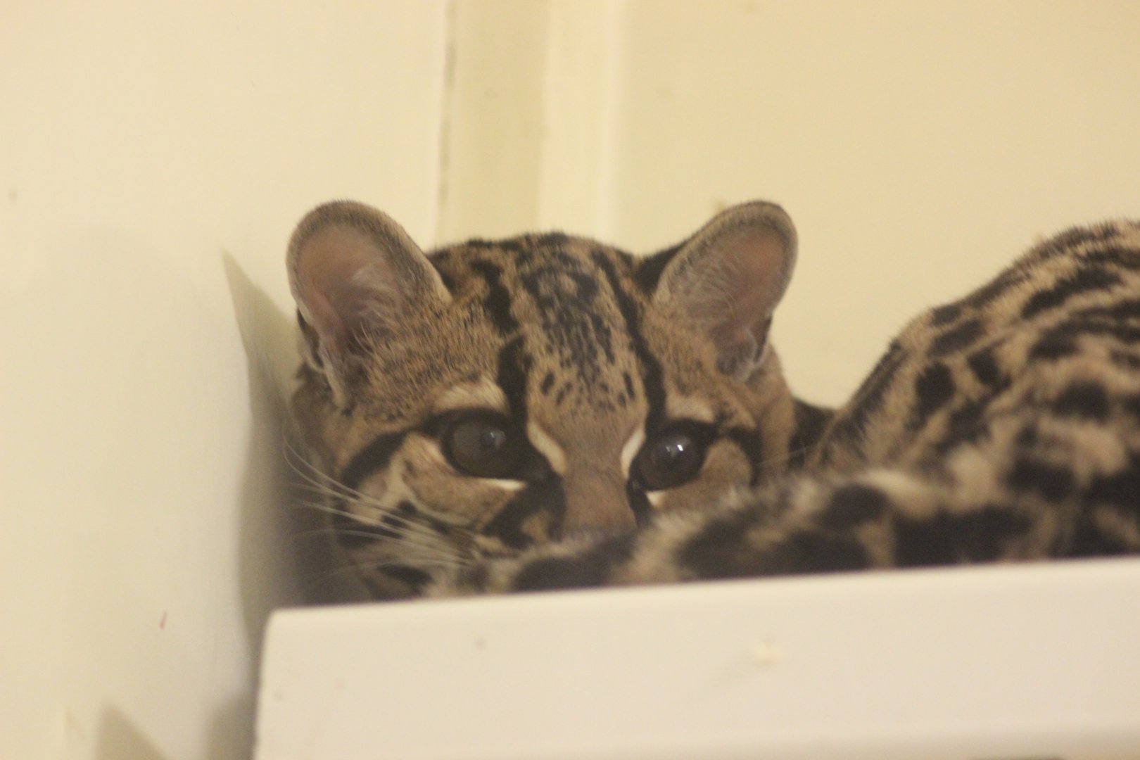 Margay
