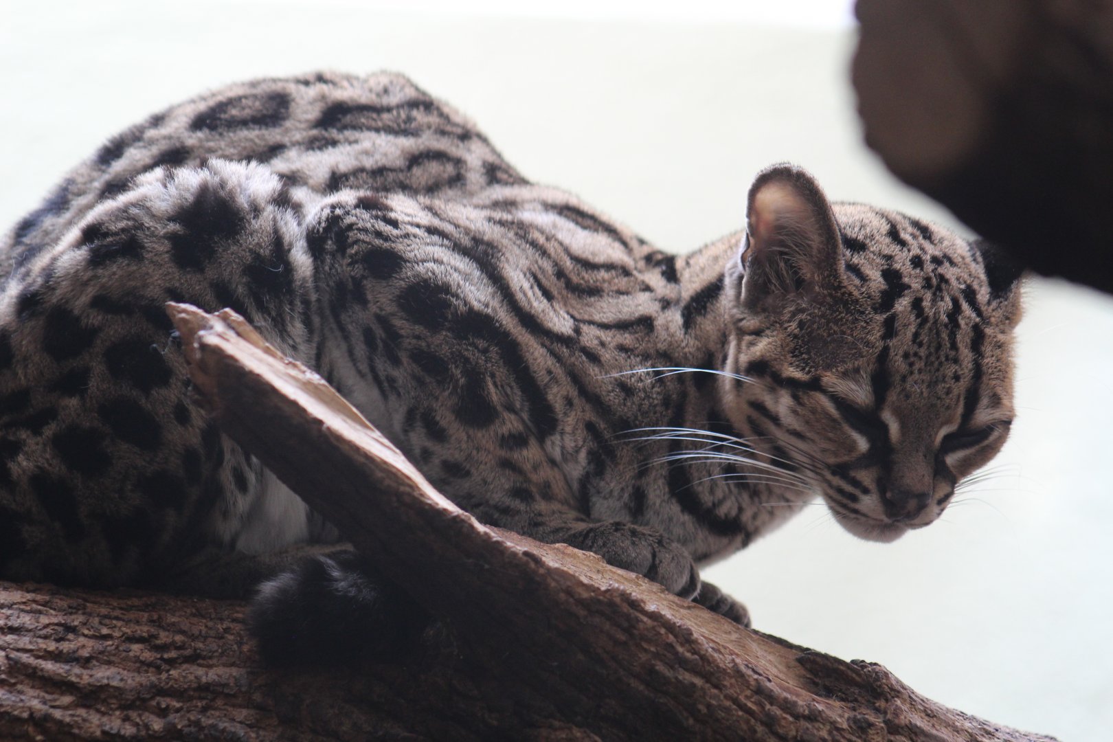 Margay