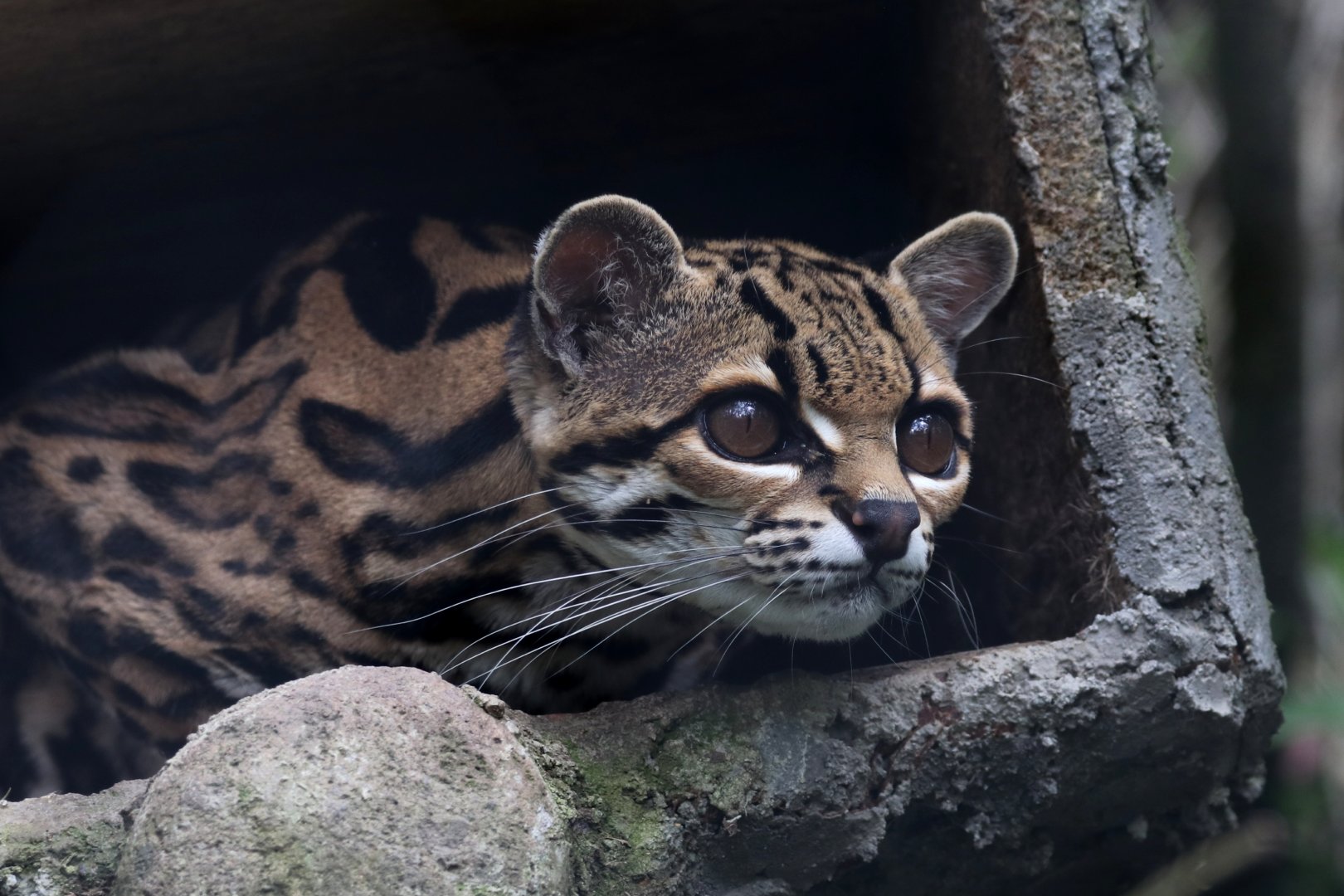 Margay