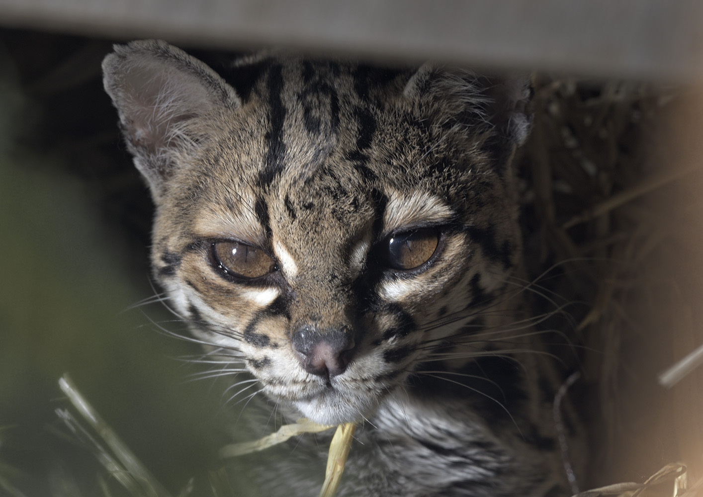 Margay
