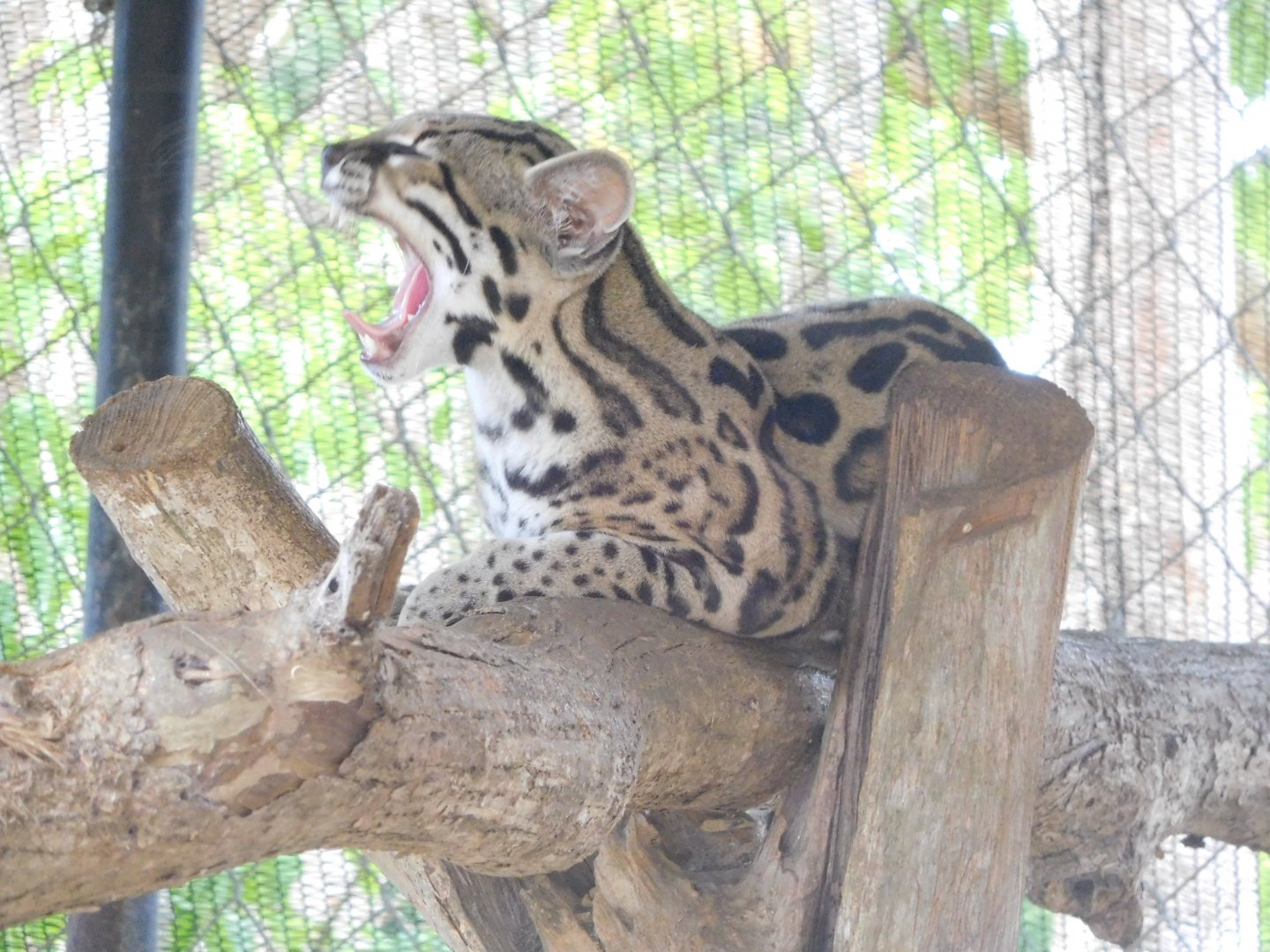 Margay