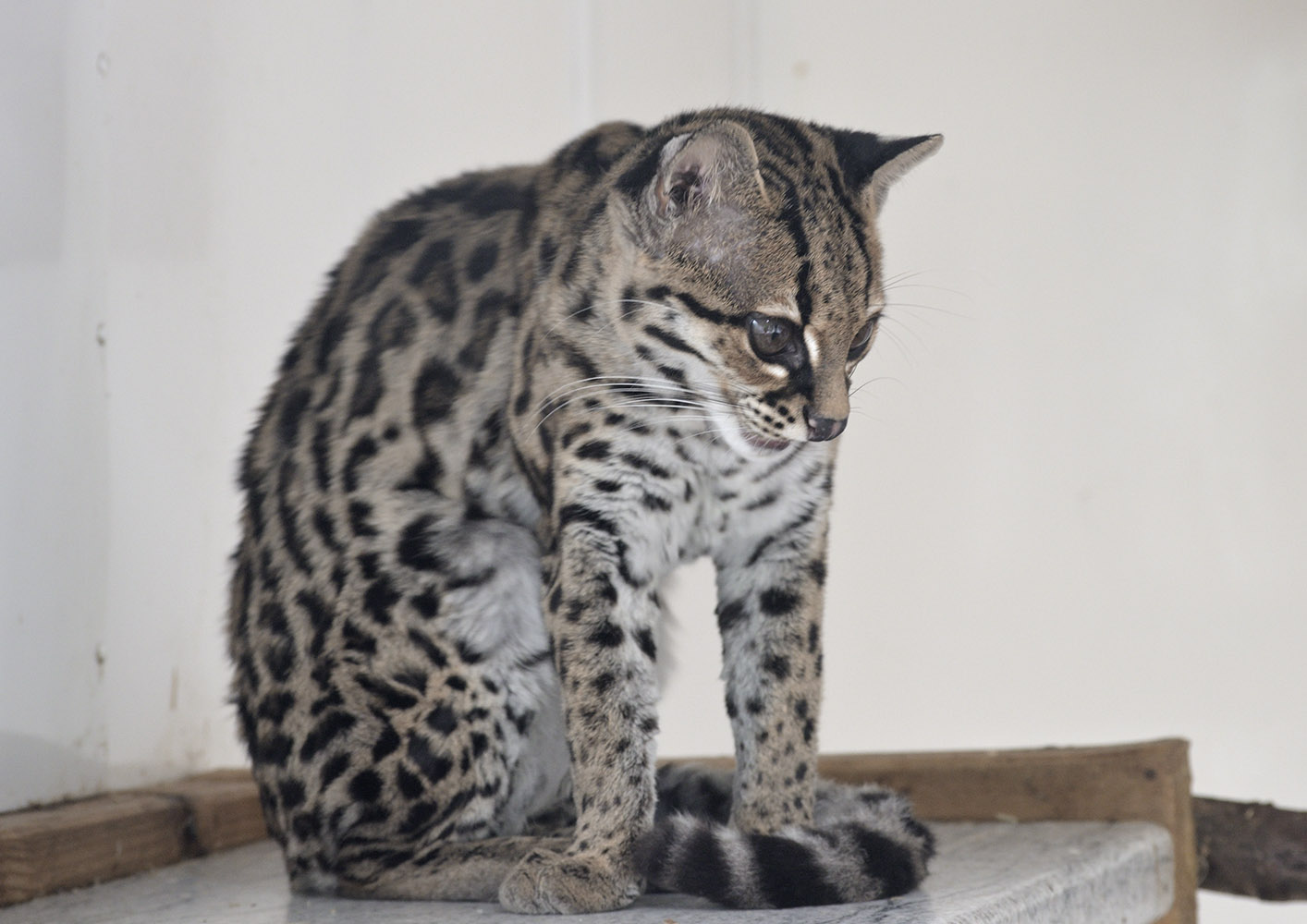 Margay