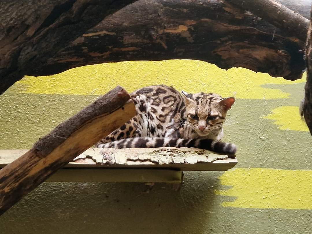 Margay