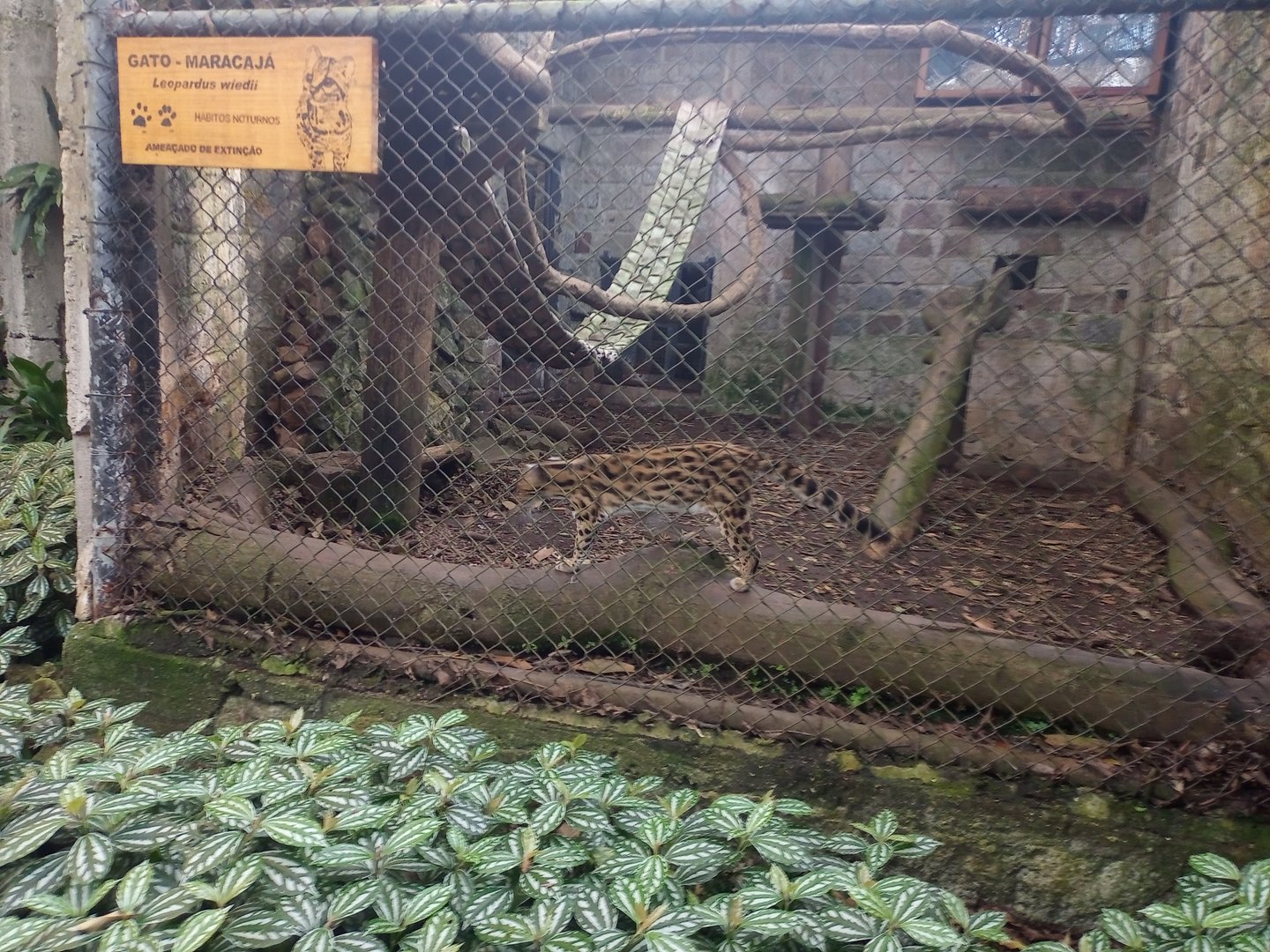 Margay