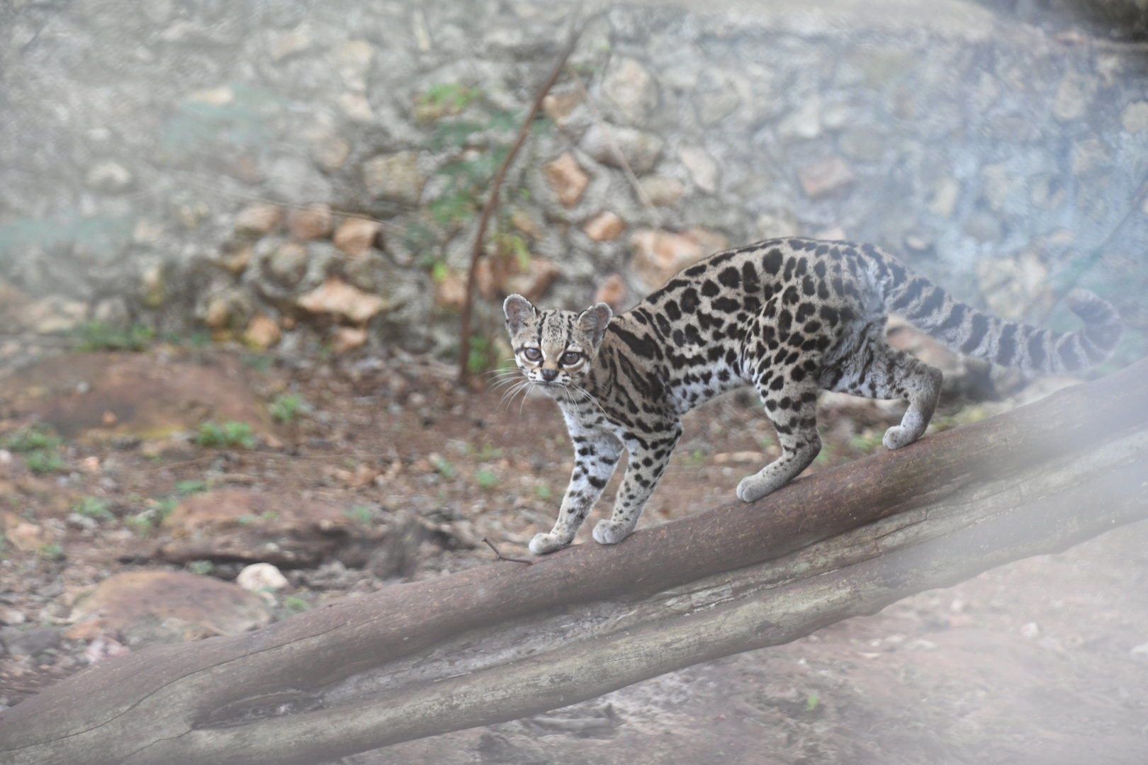 Margay