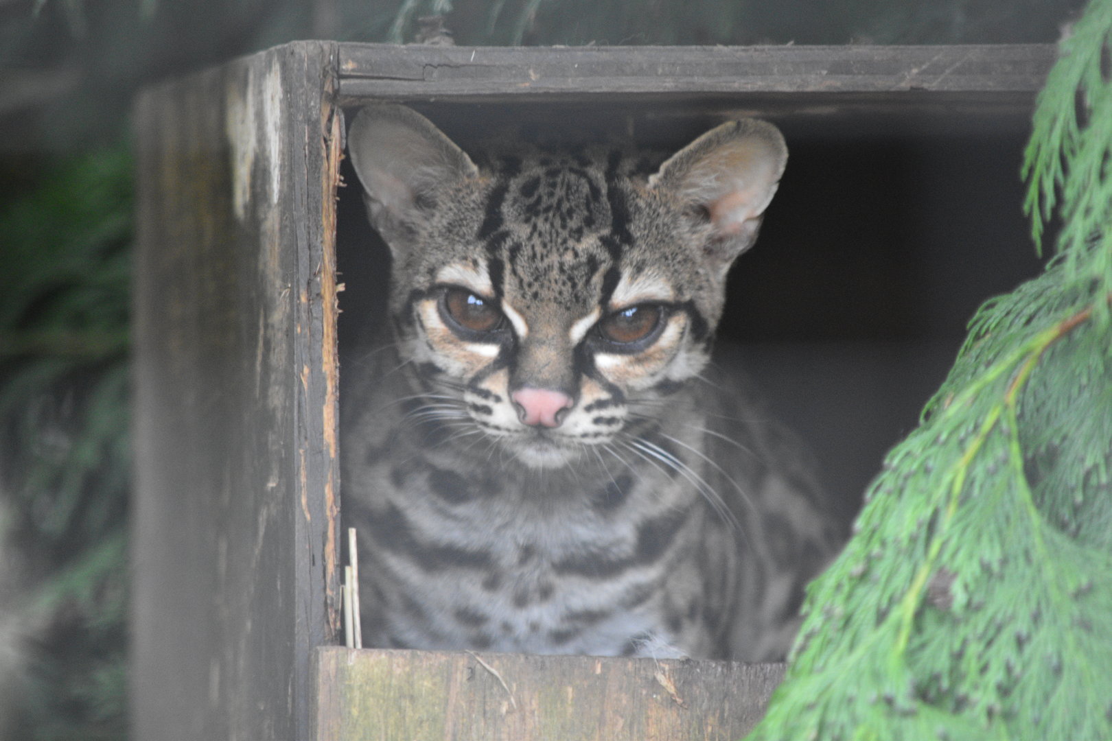 Margay