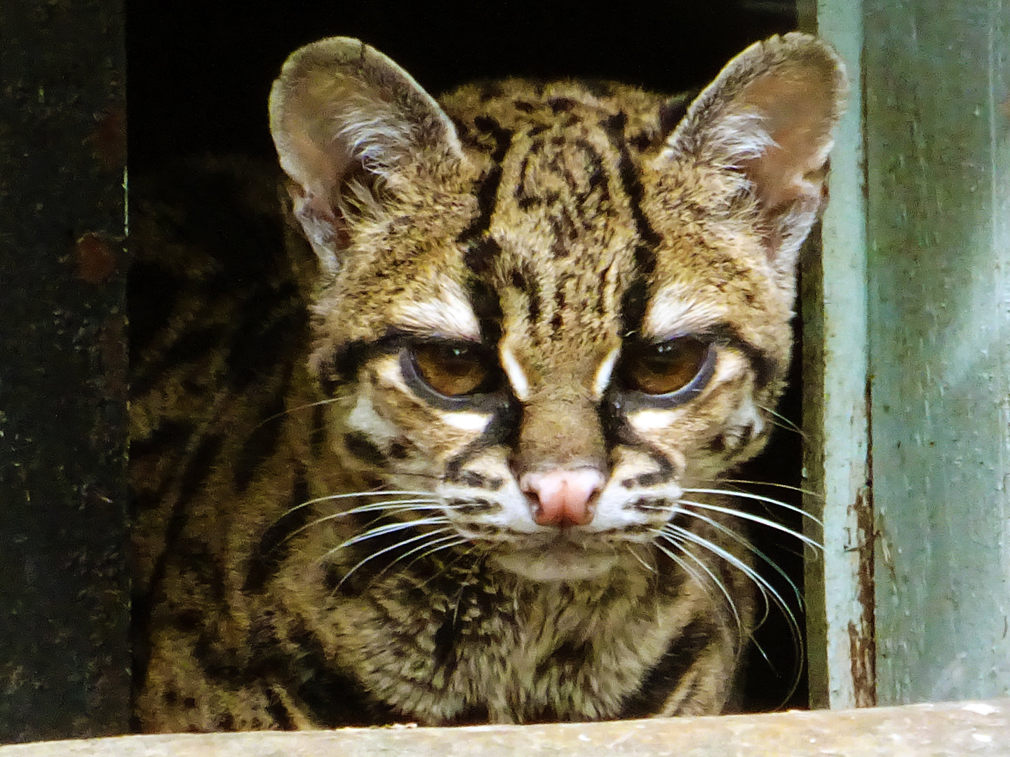 Margay