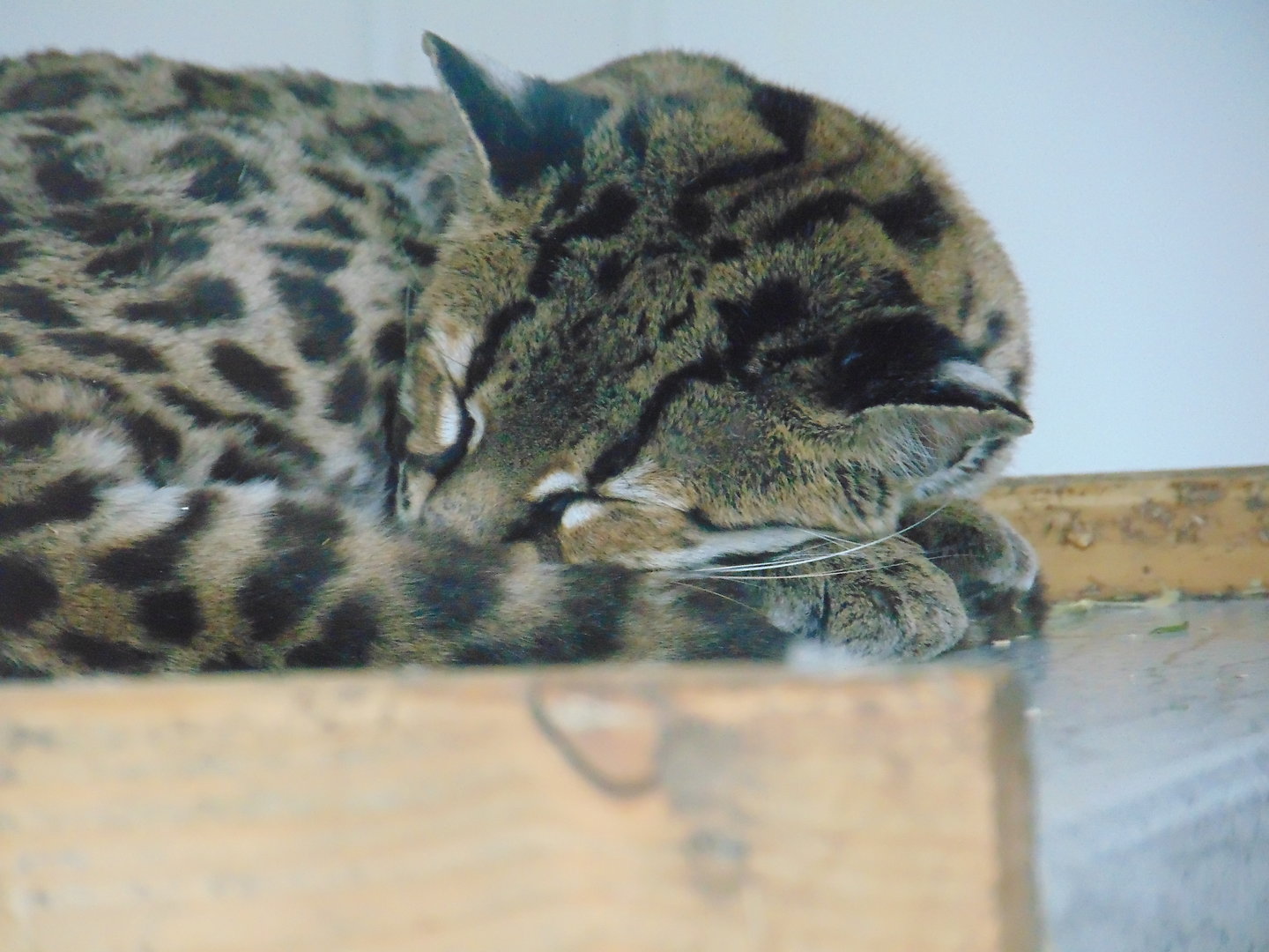 Margay