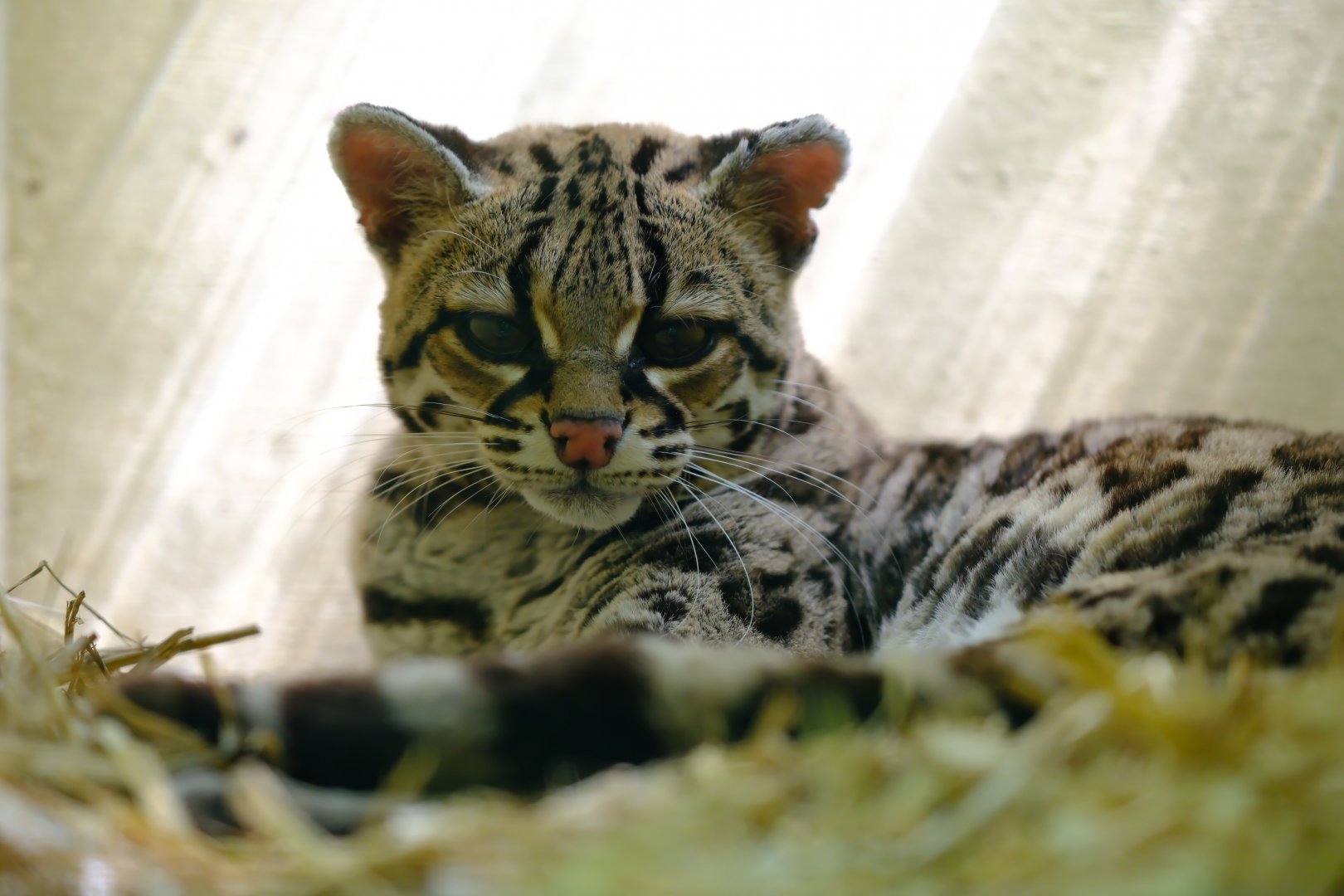 Margay