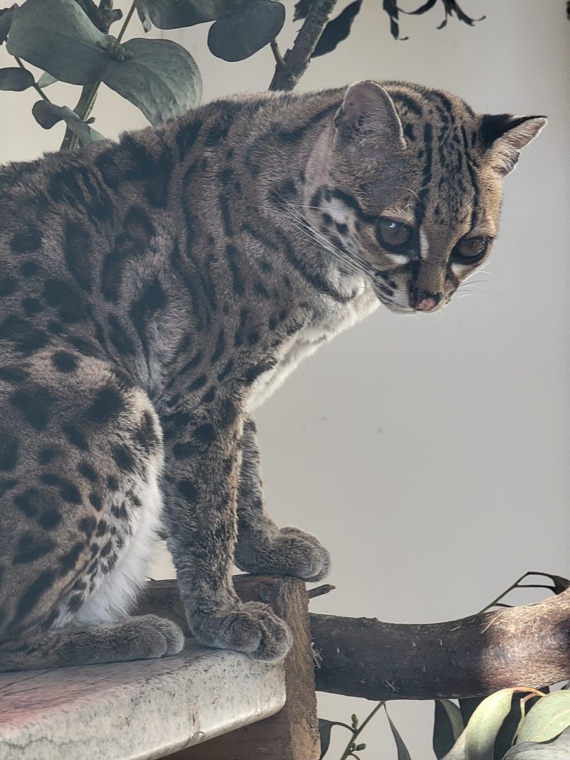 Margay