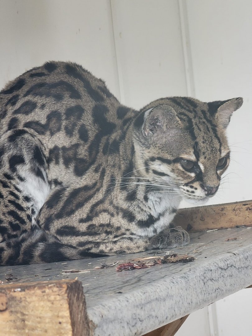 Margay