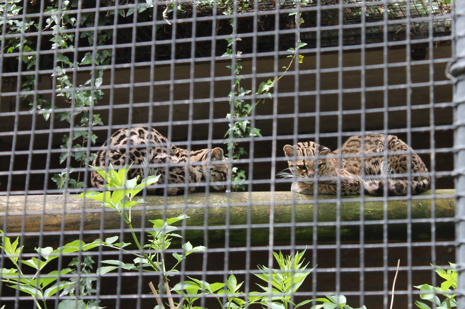 Margays