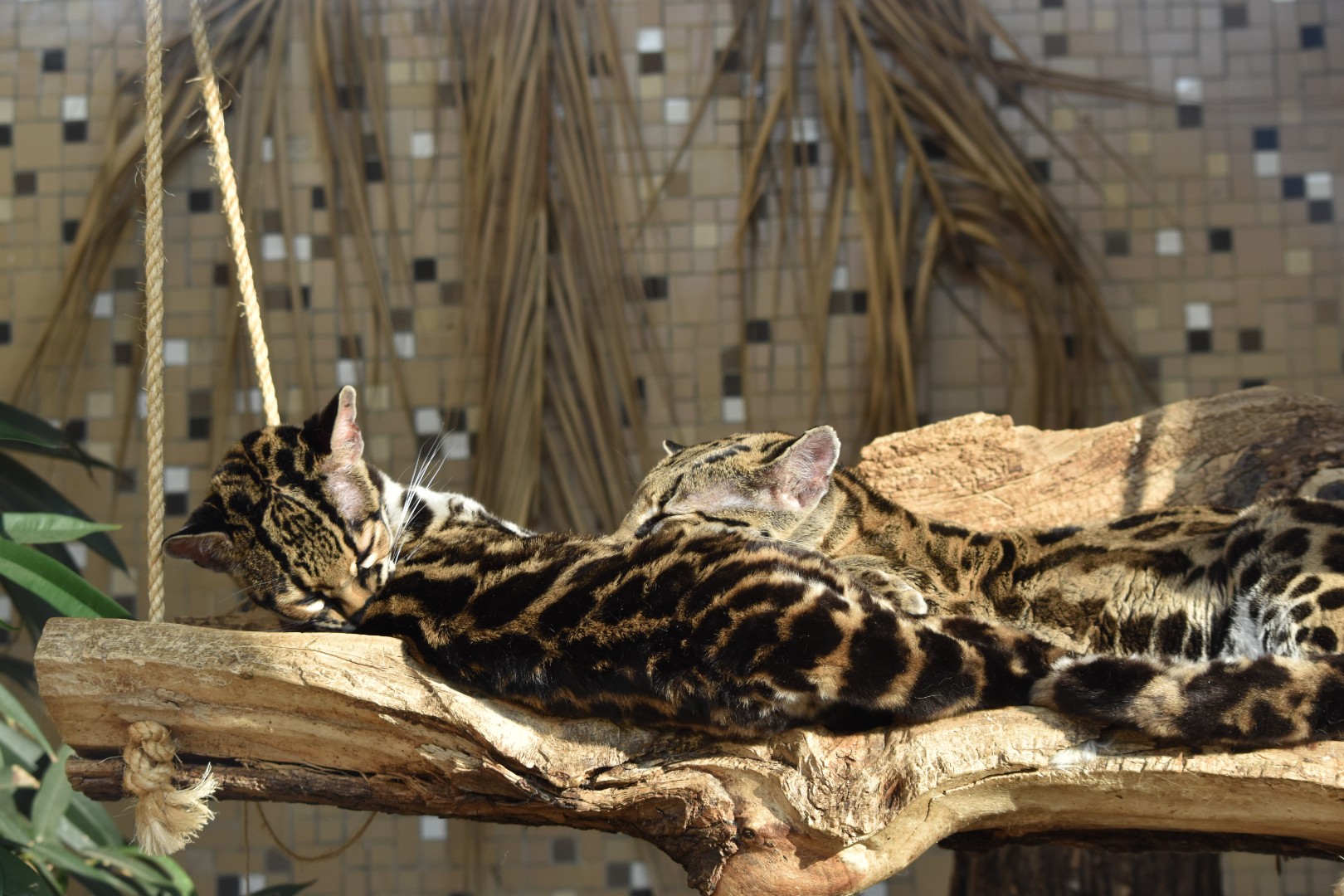 Margays