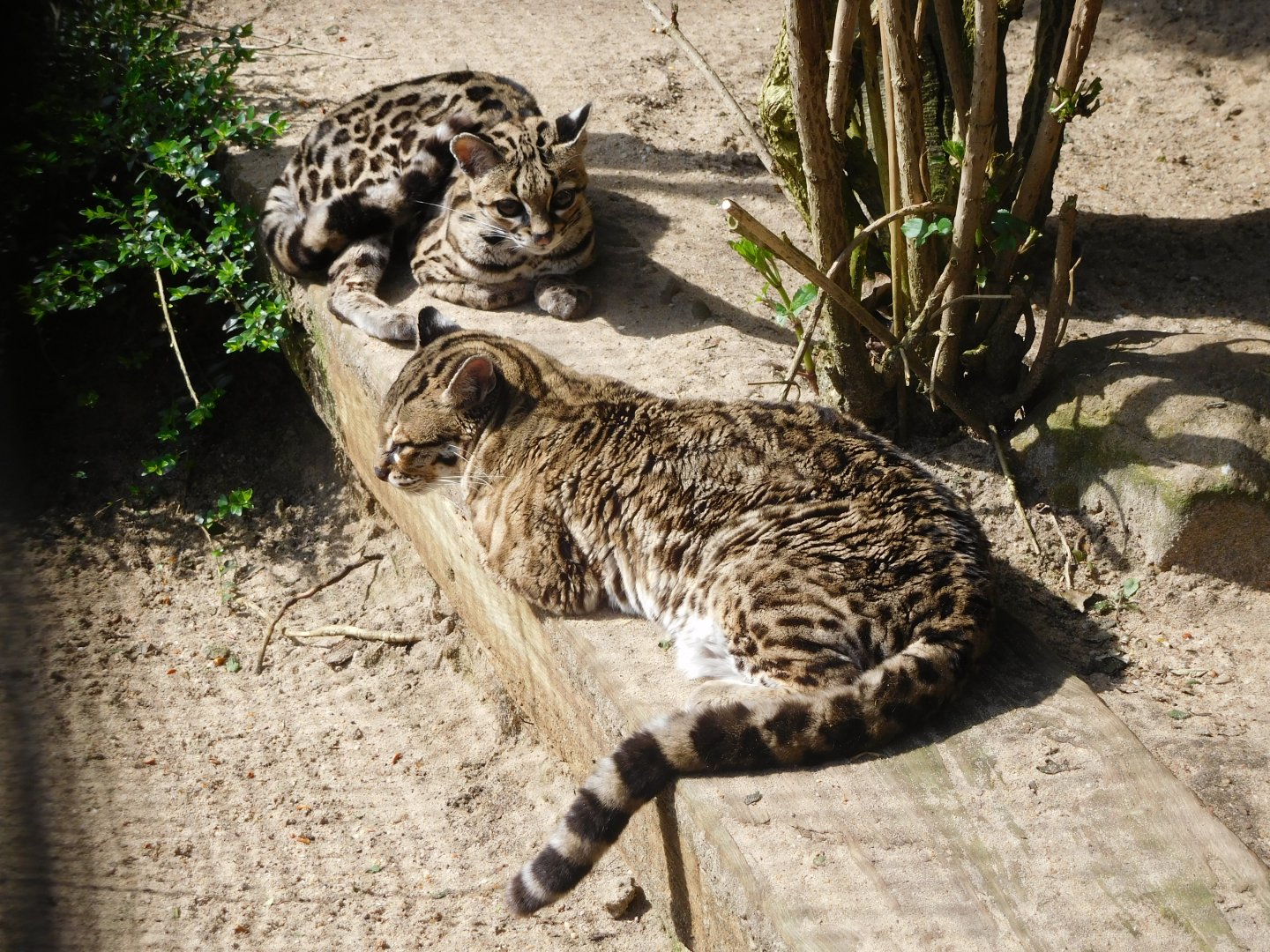 Margays