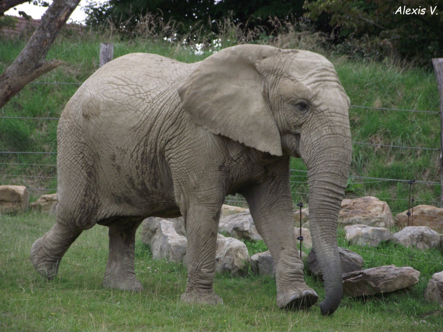 MARGE, African Elephant cow - Zooparc de Beauval - 06/2020