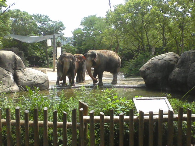Marge Schott-Unnewehr Elephant Reserve Pool Area