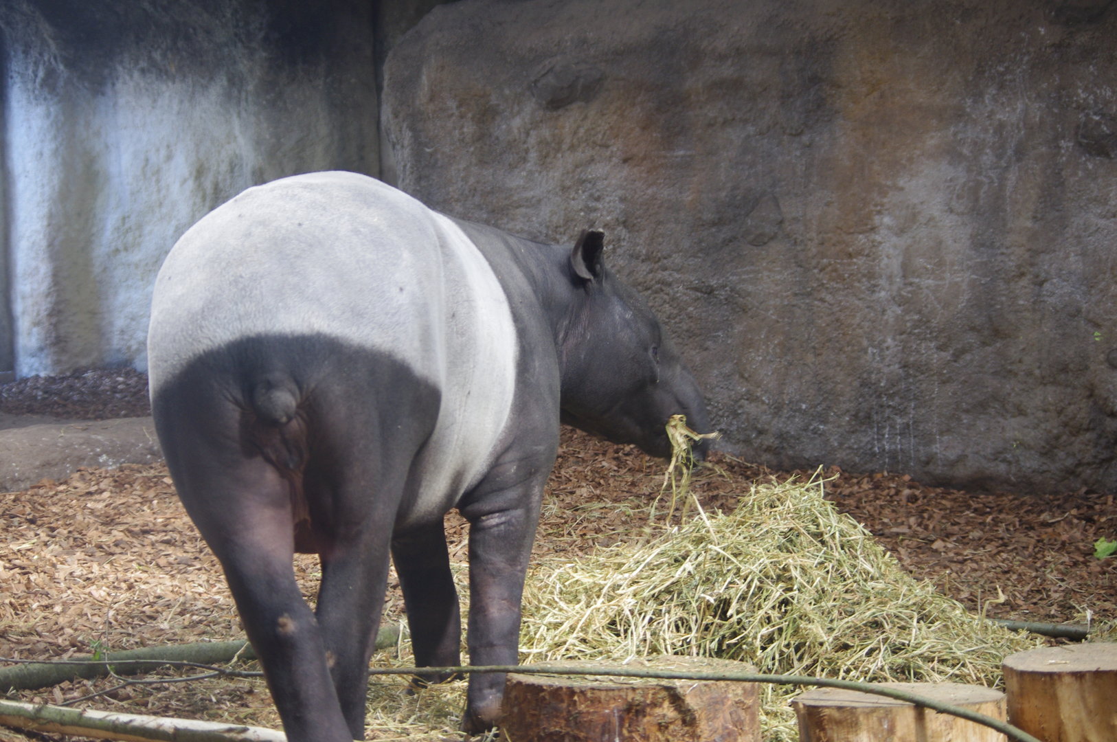 Margery- Malayan Tapir- Islands- Chester Zoo 4/4/2023
