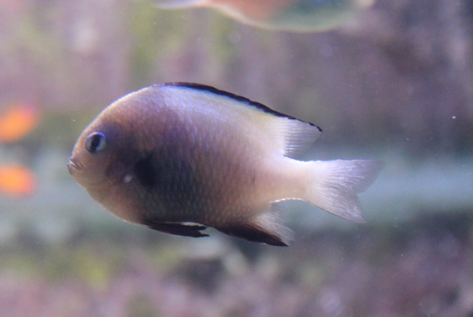 Marginate dascyllus - Dascyllus marginatus