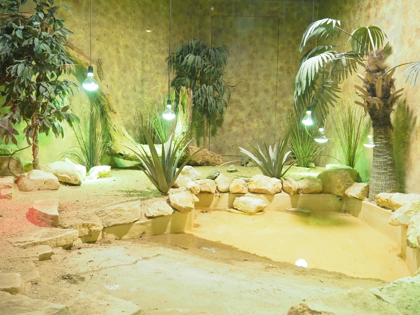 Marginated tortoise and Ocellated skink terrarium, 2023-05-15