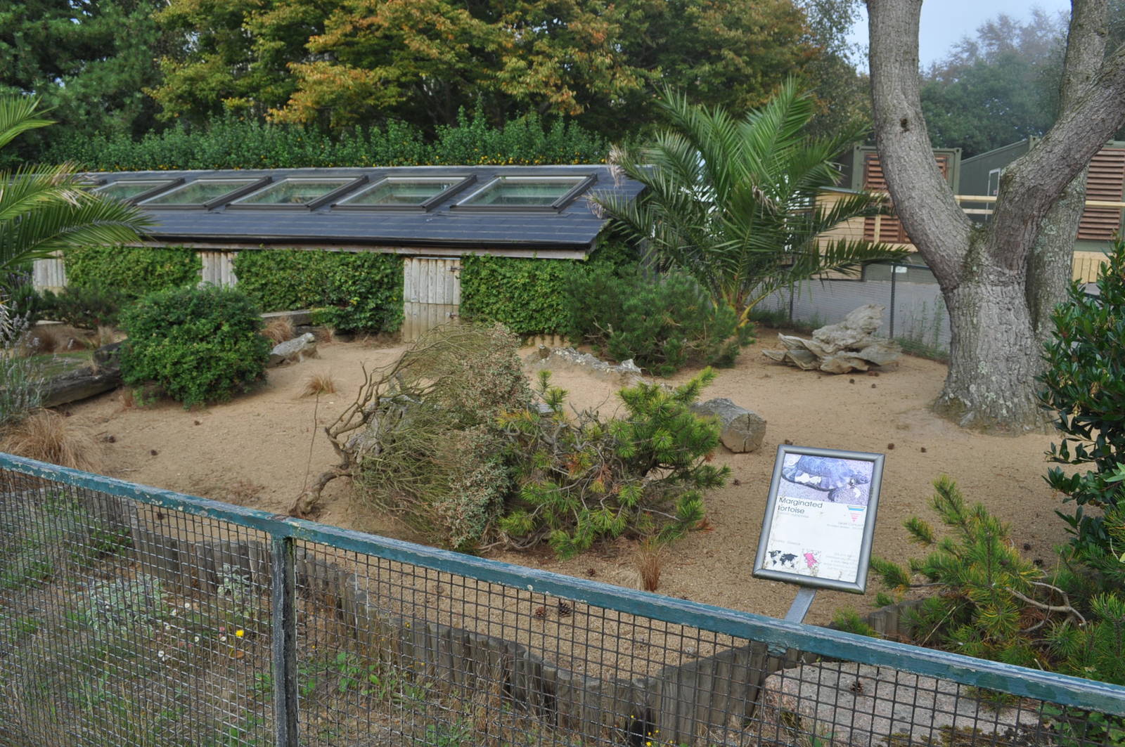 Marginated Tortoise Enclosure