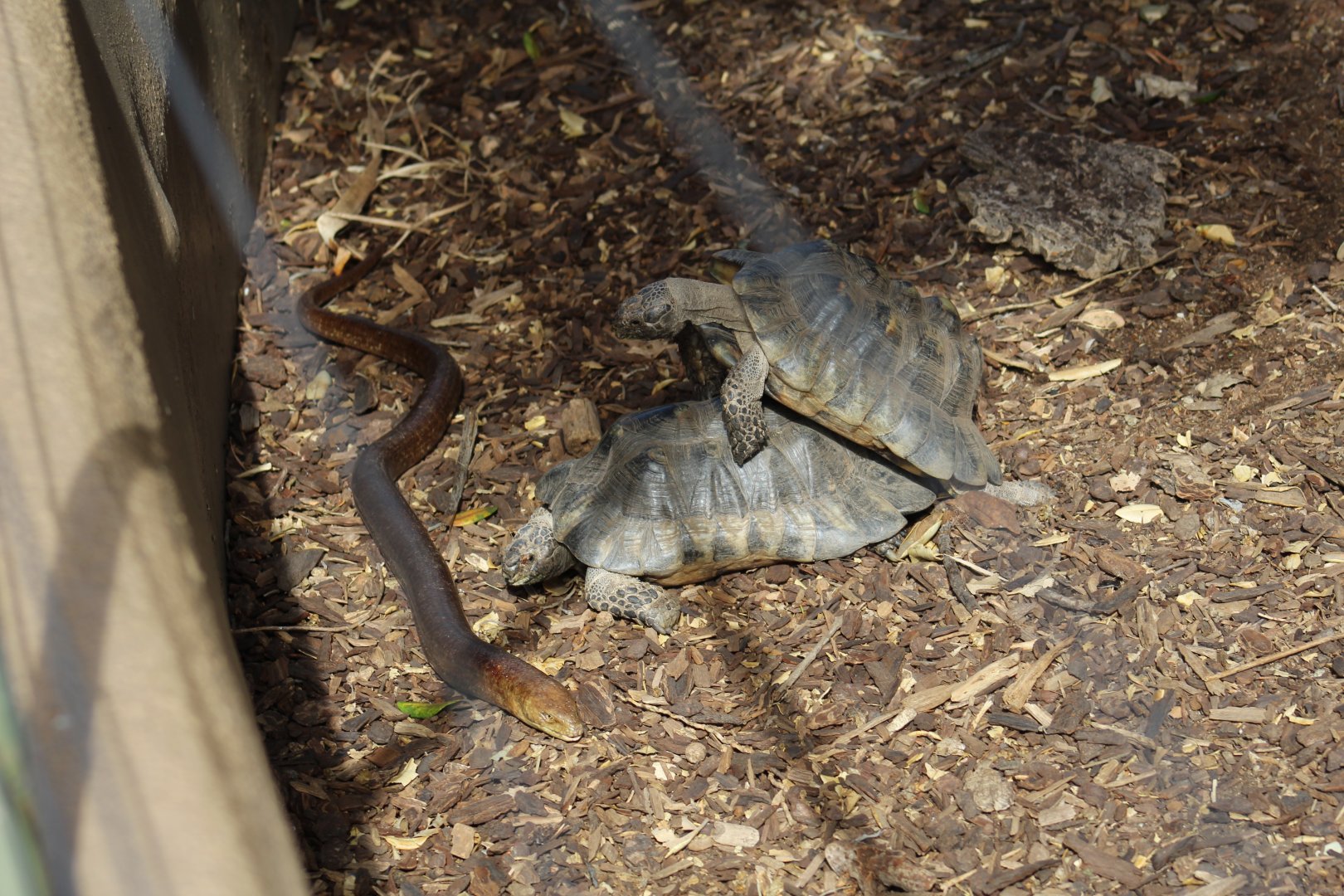 Marginated Tortoise & European Legless Lizard