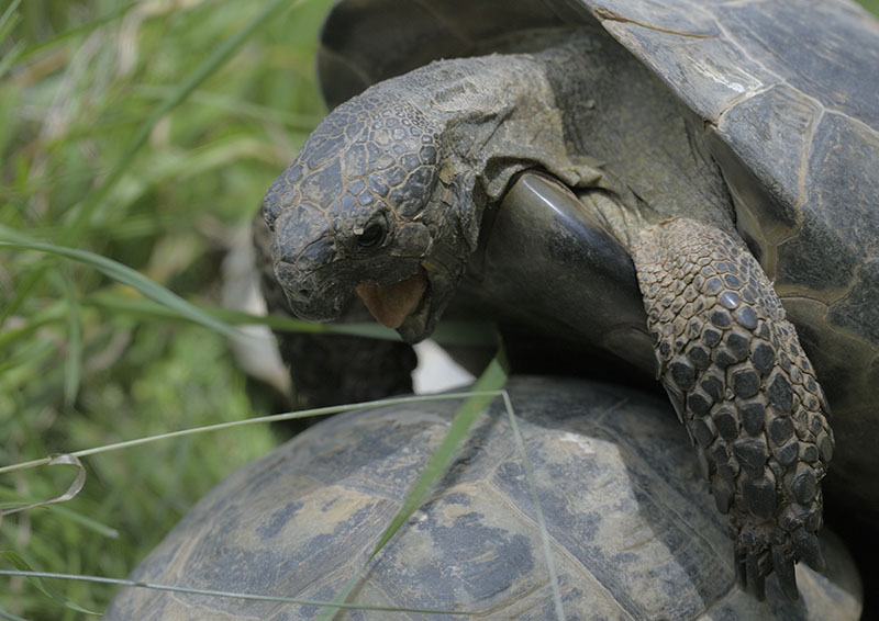 Marginated tortoise mating